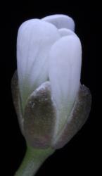 Cardamine thalassica. Flower bud.
 Image: P.B. Heenan © Landcare Research 2019 CC BY 3.0 NZ